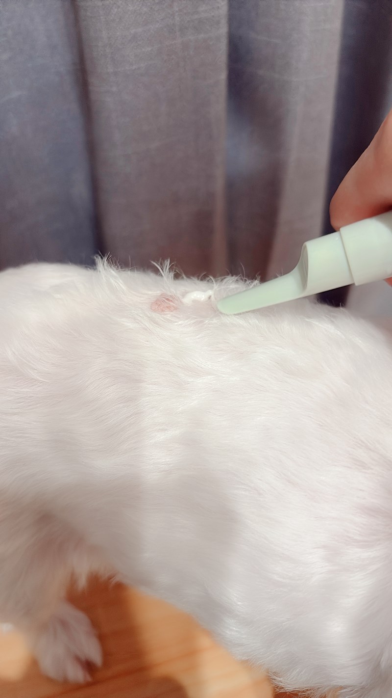 女人知己試用大隊,口碑行銷,部落客行銷,Goodmofamily歸毛家族 寵物肌膚救星組,歸毛家族 寵物肌膚救星,舒敏保濕洗毛乳,護膚噴液,精萃營養霜,博士30年生技專業,給足皮膚營養保護力,無抗生素 無類固醇,神經醯胺,19種綜合胺基酸,榮獲SNQ國家認證,上萬毛爸媽見證,3週幫助皮膚健康,NO.1寵物肌膚口碑霸主,寵物第一護膚領導品牌